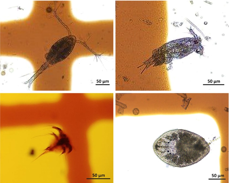 Fig. 6.